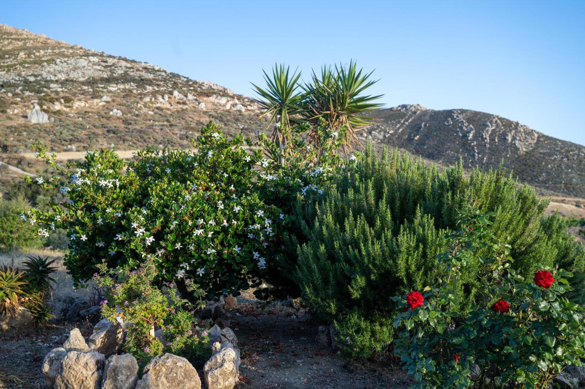 'Sophie'S Villa' Akrotiri  Dış mekan fotoğraf